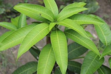 Sergilenen genç mango yaprakları canlı yeşil bir renge sahip, açık havada seçici bir odak ile yakalanmış. Taze yapraklar yeni bir büyüme ve doğal güzelliği gösteriyor..