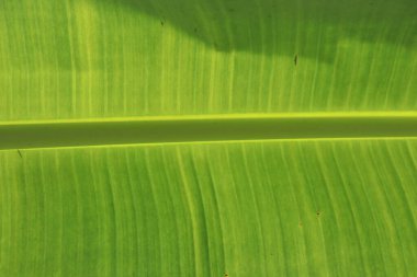 Yakın görüntü canlı, taze bir muz yaprağının detaylarını gösterir, baskın yeşil tonu parlak güneş ışığı altında doğal dokuyu ve havalandırma desenini vurgular..