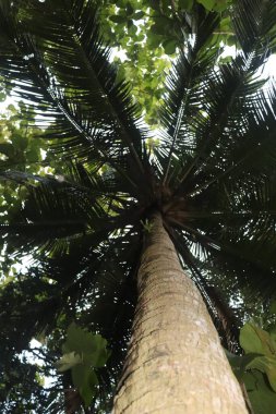 Yukarıya doğru uzanan, canlı yeşil yapraklar ve etrafını çevreleyen ve gökyüzüne karşı doğal bir tepe örtüsü oluşturan yüksek hurma gövdesinin eşsiz perspektifi..