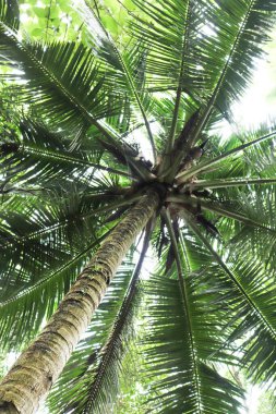 Hindistancevizi palmiyesinin altından bakış açısı. Görüntü, gövde halkalarının karmaşık desenlerini ve gökyüzüne karşı canlı yeşil yaprakları yakalıyor..