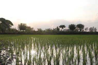 Güneş ışığında yansıtıcı pirinç tarlaları alacakaranlıkta hafif, bulutlu bir gökyüzünün altında ufka doğru uzanırken parıldıyor. Bu huzurlu manzarayı çevreleyen yemyeşil ve ağaçlar.