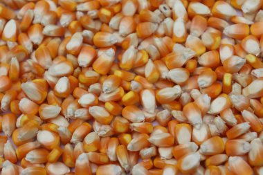 Yakın plan çekimde, yoğun miktarda kurutulmuş sarı ve beyaz mısır çekirdekleri ön plana çıkıyor. Yumuşak yüzeyleri ve değişen şekilleri dokulu bir arka plan ya da organik gıda elementi oluşturur..