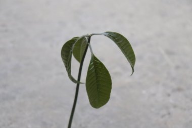 Yakın plan fotoğrafı, canlı yeşil yaprakları olan küçük bir mango filizini ve dokulu açık gri beton arka planda filizlenen gövdesini gösteriyor. Bu da doğanın esnekliğini simgeliyor..