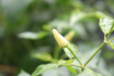 Görüntü, yeşil yapraklar ve ince saplar arasında bitkilerinde büyüyen tek bir olgunlaşmamış sarı biberi gösteriyor. Biber pürüzsüz ve koniktir. Bu da genç yaşını gösterir..