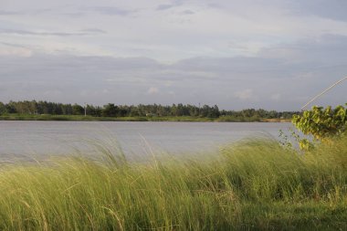 Huzurlu manzara, yemyeşil çimenli bir kıyının yanından yavaşça akan çamurlu bir nehri gösterir. Ağaçlar uzak kıyılarda, bulutlu, gündüzleri hafif bulutlu bir gökyüzünün altında..