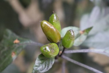 Macro, bitkinin üzerinde büyüdükçe belirgin şekillerini ve pürüzsüz dokularını vurgulayan, küçük, yeşil, olgunlaşmamış çocuk biberleri sergiliyor. Bu küçük taze biberler baharatlı salsa sosu vaat ediyor..