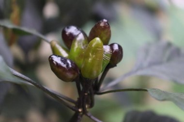 Kapalı çekim fotoğraf sergileniyor. Canlı bir süs biberi kümesi yeşilden parlak mora dönüşüyor. Açık havada siyah saplar üzerinde büyüyor..