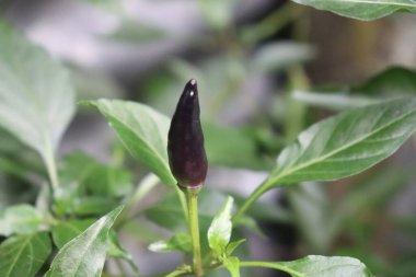 Yakından bakınca, yeşeren yeşil yaprakların ve filizlenen bir biber bitkisinin gövdeleri arasında dikilen, eşsiz, sivri uçlu bir kırmızı biber sergileniyor..