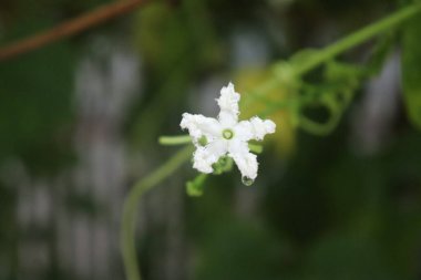 Detaylı bir yakın plan, yapraklarından sarkan tek bir su damlası ile narin beyaz yıldız şeklindeki bir çiçeği bulanık yeşil bir yaprak zeminine karşı gösterir..