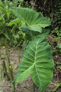 Colocasia bitkisinin yemyeşil güzelliği büyüleyici bir şekilde gözler önüne seriliyor. Devasa yeşil yaprakları bahçenin doğal zemininde gelişiyor..