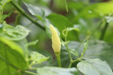 Canlı yeşil yapraklar arasında olgunlaşmamış kırmızı biber yakalayan bir resim. Biber soluk sarı bir renk sergiler. Yemyeşil yapraklar doğal ve taze bir zemin oluşturarak biberin görünümünü güçlendirir..