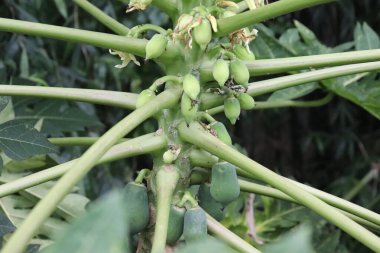 Ayrıntılı olarak yakın planda tutulan olgunlaşmamış papaya meyveleri doğrudan kalın, yeşil gövdeden filizlenerek yemyeşil yapraklar ve destek dalları içinde doğal bir görüntü oluşturur..