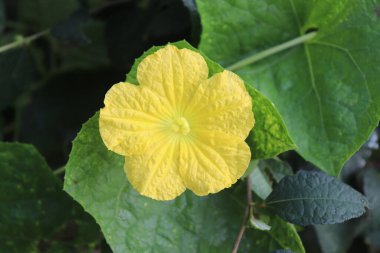 Yakın plan çekimde canlı bir Luffa çiçeği sergileniyor. Narin taç yapraklarını ve karmaşık dokularını büyük yeşil yaprakların arka planına sergiliyor. Doğal bir güzellik hissi uyandırıyor..