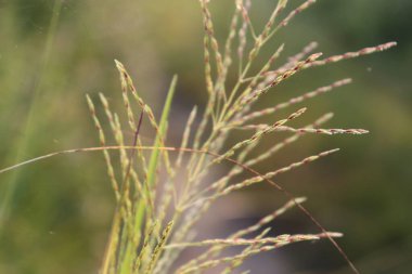 Aşırı yakın çekim, soluk yeşil çimenleri kırmızımsı kahverengi tohumlarla yakalar, ince örümcek ağı iplikleri yumuşak, yayılmış ışık başları arasında görünür.