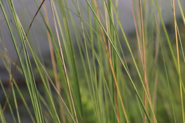 Bu makro gösteriler ince, canlı yeşil çim yaprakları, bulanık bir doğal ortamda ölen bronz kamışlarla tezat oluşturuyor. Bu görüntü huzurlu ve huzurlu doğayı yakalar..