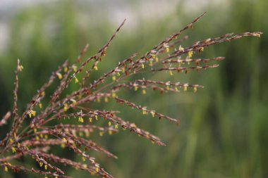 Bu makro çekim, doğanın karmaşıklığını vurgulayan bulanık yeşil arkaplana karşı yumuşakça aydınlatılmış, küçük sarı çiçeklerle süslenmiş kahverengi çimen demetini yakalar..