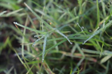 Yakın çekim, çimenlerin çiğ tanecikli yapraklarının karmaşık detaylarını yakalıyor. Temiz damlalar yapışır, taze, canlı bir doğa sahnesinde vurgu yapar..
