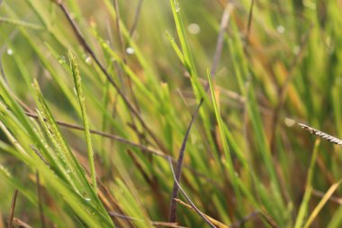 Çiyden öpülmüş çimenleri yakalıyor. Nazik ve yumuşak bir ışıkla aydınlatılıyor. Huzurlu bir sahne sunuyor..