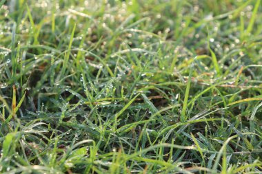 Yakın plan, yumuşak sabah ışığı altında canlı yeşil çimenlerin üzerinde parlayan çiğ damlalarını yakalar. Bu fotoğraf bahar çimlerini doğal güzellik ve tazelikle sergiliyor..