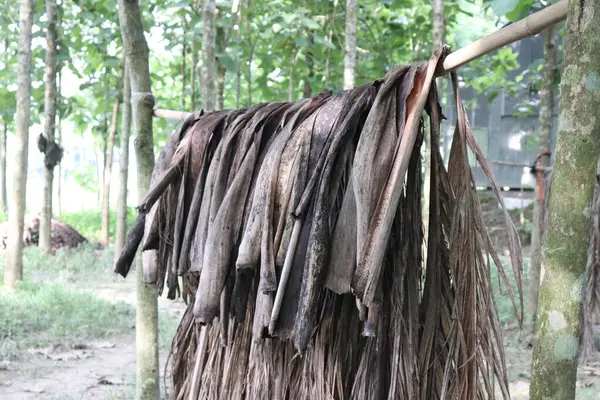Koyu kahverengi, kuru palmiye yaprakları bir bambu direğinden sarkıyor ve yoğun, yeşil orman içinde geçici bir barınak veya geleneksel kırsal yapı oluşturuyor..