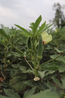 Yakından bakıldığında, yeşil kabukluların ve kırmızı merkezli sarı çiçeklerin yer aldığı bamya bitkisini yakalıyor. Sapında, yemyeşil yaprakların arka planına karşı güçlü bir şekilde büyüyor..