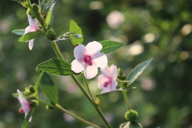 Yakından bakıldığında, taze yeşil yaprakların arasında yetişen, narin taç yaprakları ve koyu pembe merkezleri olan soluk bir amber çiçeği kümesi görülüyor. Yumuşak ışık, doğal güzelliği ve detayları arttırır..