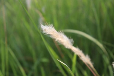 Ayrıntılı olarak bakıldığında, yalnız, kabarık, beyaz bir ot tohumu kafasının narin dokusunu gösteriyor. Yumuşak beyaz tohum kafası bulanık yeşil zemine çarpar..
