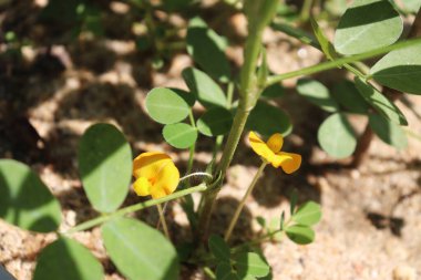 Yakın çekim, kumlu toprağa kök salmış yapraklar gibi yoncaların arasında canlı sarı yer fıstığı çiçeklerini yakalar. Doğanın detaylarını ve renklerini gösteren doğal, güzel bir sahne..