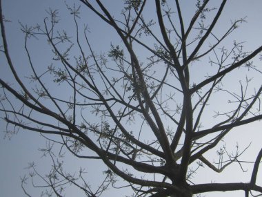 Gökyüzüne doğru yayılan ağaç dalları ortaya çıkan yapraklar ve narin ilkbahar büyümesi