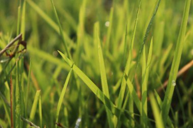 Aşırı yakın plan, taze ve doğal bir sahne için güneş ışığıyla aydınlatılan su damlacıklarına yapışmış parlak yeşil çimen yapraklarını gösteriyor..