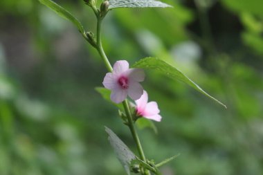 Yakın plan, yeşil yapraklarla çevrili yeşil bir gövde üzerinde açan kırmızı merkezli iki narin pembe çiçeği tasvir ediyor, bulanık yeşil bir zemin üzerine kurulmuş, doğa temaları için mükemmel..