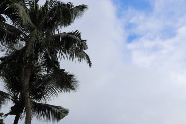 Tropik bir sahne, yumuşak, parçalı bulutlu oluşumlarla dolu bir gökyüzüne uzanan iki koyu palmiye ağacını gösterir. Ağaçların boyunu ve güzelliğini arttırır..