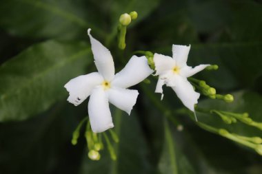 Görüntü, çevresindeki tomurcuklar ve canlı yeşil yapraklarla tamamlanmış iki beyaz yasemin çiçeğini sunar. Bu kompozisyon yeni ve doğal bir botanik sahnesi yaratır..