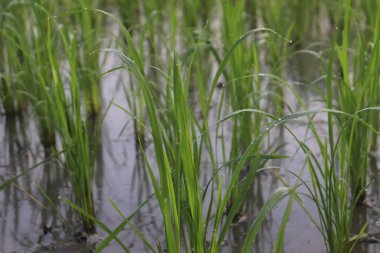 Çamurlu bir tarlada kök salmış, su damlacıkları olan genç pirinç bitkilerinin yakından çekilmiş bıçakları, verimli, canlı tarım ve doğal tazeliği yansıtıyor..