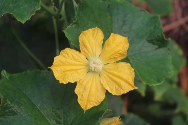 Vitrinleri kapatın, sarı renkli bir çiçek, yeşil yapraklardan oluşan bir arka plan üzerine kurulmuş. Beş yapraklı çiçeğin ve yapraklı yaprakların ayrıntıları net bir şekilde yakalanır..