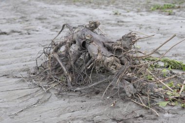 Çamurlu bir kıyıda açıkta duran dallar ve akıntılı dallar bir nehir selinin sonucunu gösteriyor. Doğanın döngüsü dokudaki katıksız kontrastla temsil edilir..
