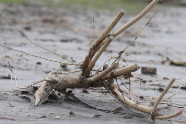 Yakın plan çekimde, ince, çıplak dalları olan açık renkli bir odun parçası bir nehrin yakınındaki kumlu kıyıya yerleşmiş. Odak yumuşak, dokuyu vurguluyor..