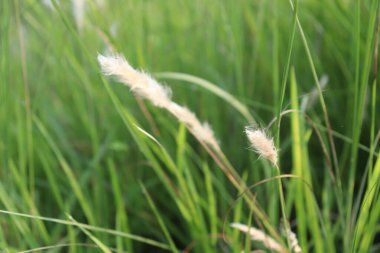 Yakından bakıldığında yeşil çimlerle çevrili iki beyaz ot tüyü görünür; açık havada dokuma ve hareketlerle dolu yumuşak, doğal bir sahne yaratır..