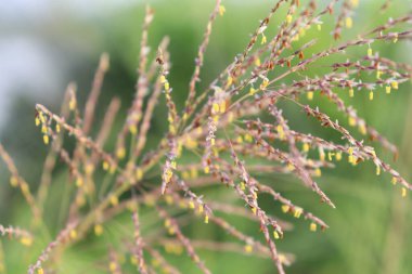Açık kahverengi çimen saplarını, bulanık açık yeşil arka planda sarkık sarı çiçekleri, doğal ve nazik bir estetik sunan yakın plan görüntüsü..