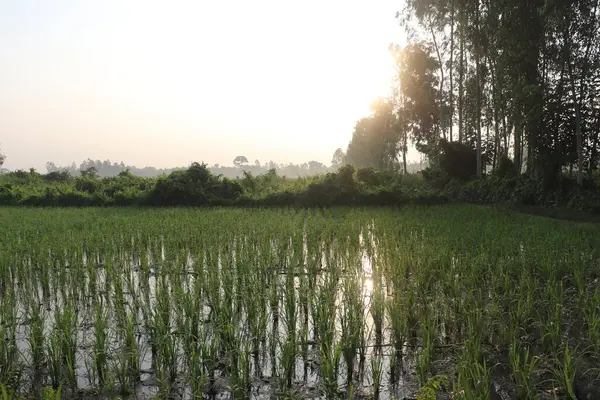 Ağaçlar ve yükselen güneş suyun yüzeyinde çarpıcı yansımalar oluştururken, büyüyen yeşil bitkilerle dolup taşan pirinç tarlası büyüleyici bir manzara..