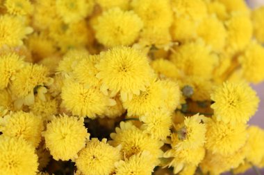 Yakından bakınca parlak sarı kasımpatı tomurcuklanıyor, bereketli ve desenli bir çiçek aranjmanı oluşturuyor, doğa ve botanik temalar için ideal, neşeli ve canlı bir estetik sunuyor..