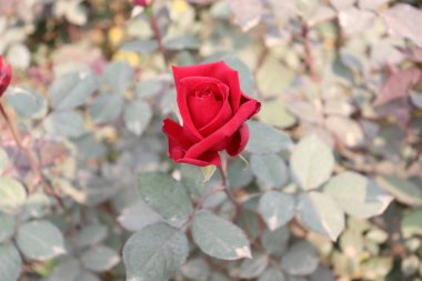 Doğal güzelliğin özünü yakalayan bu görüntüde çarpıcı, koyu kırmızı bir gül var. Gül yapraklarla çevrili, sakin bir bahçe ortamı yaratıyor..