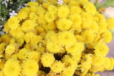 Bu göz hizası parlak sarı ponpon kasımpatı koleksiyonunu gösteriyor. Karmaşık dokulardan oluşan büyüleyici bir deniz yaratıyor. Her durum için mükemmel..