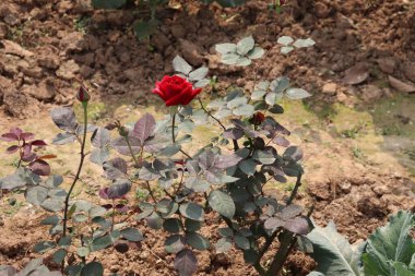 Güzel yakın plan çekimde canlı kırmızı bir gül, açılmamış bir tomurcukla birlikte, sağlıklı yeşil yapraklarla çevrili. Topraksı toprak doğal bir zemin oluşturuyor, gülleri büyütüyor..