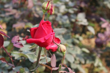 Kısmen açık, zengin kırmızı bir gülün yakından görüntüsünü yakalar. Dokusunu ön plana çıkarır. Yumuşak bir bahçe ortamındaki doğal yaprakların arasında birkaç gül tomurcuğuyla birlikte..