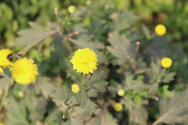 Canlı fotoğraflarda yeşil yapraklarla çevrili sarı kasımpatı çiçekleri ve yemyeşil bir bahçede güneş ışığıyla yıkanmış kapalı bir tomurcuk sergileniyor..