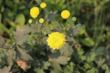 Bu büyüleyici çiçek resmi, etrafındaki yeşillik ve yeşillik ile birlikte parlak sarı kasımpatı çiçekleri sunar. Canlı renk ve bulanık arkaplan derinlik oluşturur.