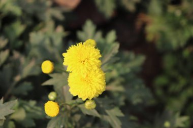 Detaylı botanik çekimi, çiçek açan iki sarı kasımpatı çiçeğini ve gelişmekte olan tomurcukları gösteriyor. Yumuşak, yeşil yaprakların arka planında çiçek güzelliğini vurguluyor..