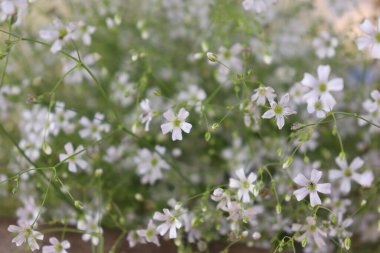 Görüntü, küçük yeşil tomurcuklarla birbirine karışarak büyüleyici ve görsel olarak memnun edici bir kompozisyon oluşturan çarpıcı beyaz çigila çiçekleri sergiliyor. Çiçeklerin narin yapısı ve yumuşak, rüya gibi tonları görsel olarak çekici kılar. 
