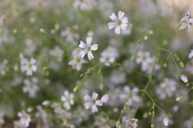 Yakın plan çekimde ince sapları ve küçük tomurcukları olan ince, narin çigila çiçekleri hafif bulanık yeşil bir arka plana karşı yumuşak, huzurlu bir çiçek manzarası sunar..
